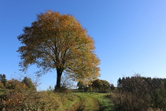 Baum nahe Birkenhahn / Schliprüthen - Serkenrode