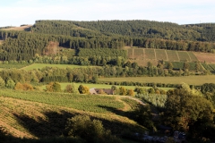 Serkenrode / Käferbefall