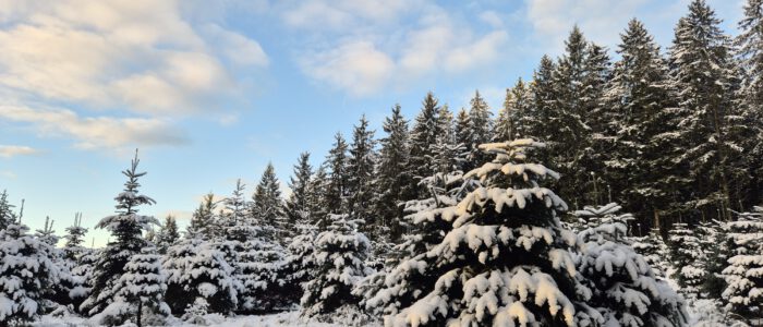 schnee im november 2025